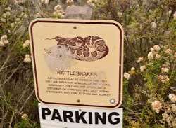 There is a rattlesnake problem in the area so one may vary when visiting parks. The two most common snakes found are the Southern Pacific Rattlesnake 